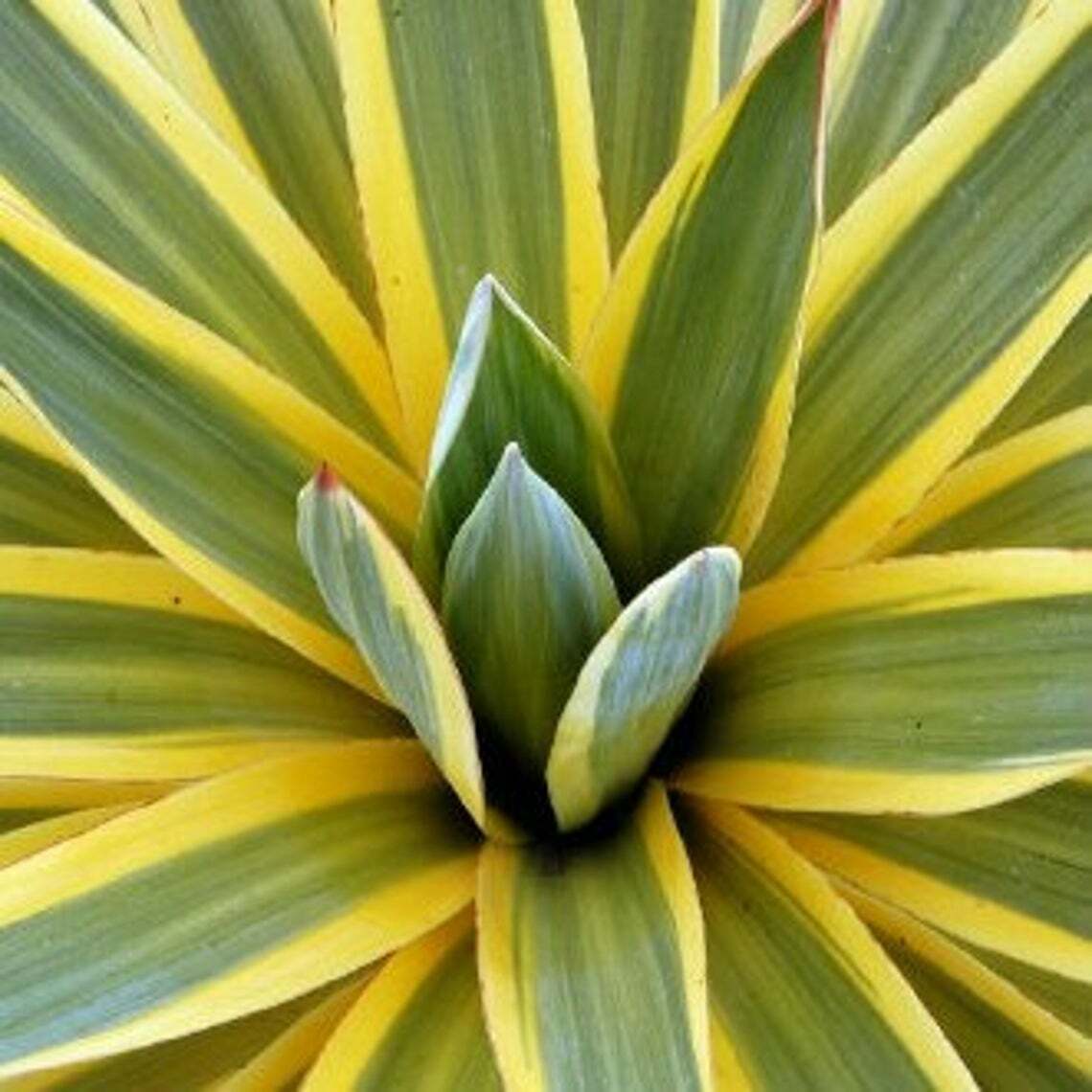 Yucca Gloriosa Variegata 