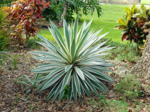 Yucca Gloriosa Variegata 