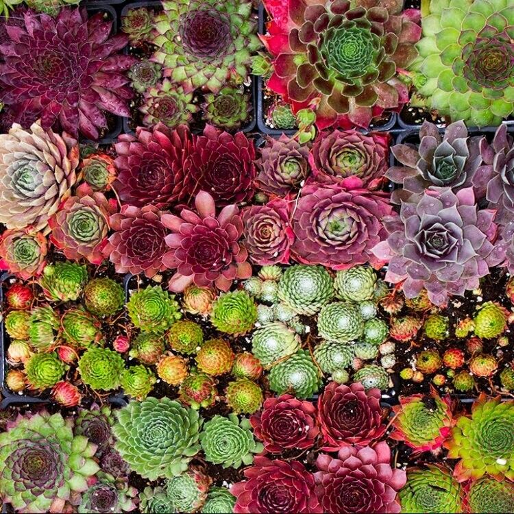 100 SEMPERVIVUM Seeds - Mixed Variety House Leeks/Hen & Chicks Succulents