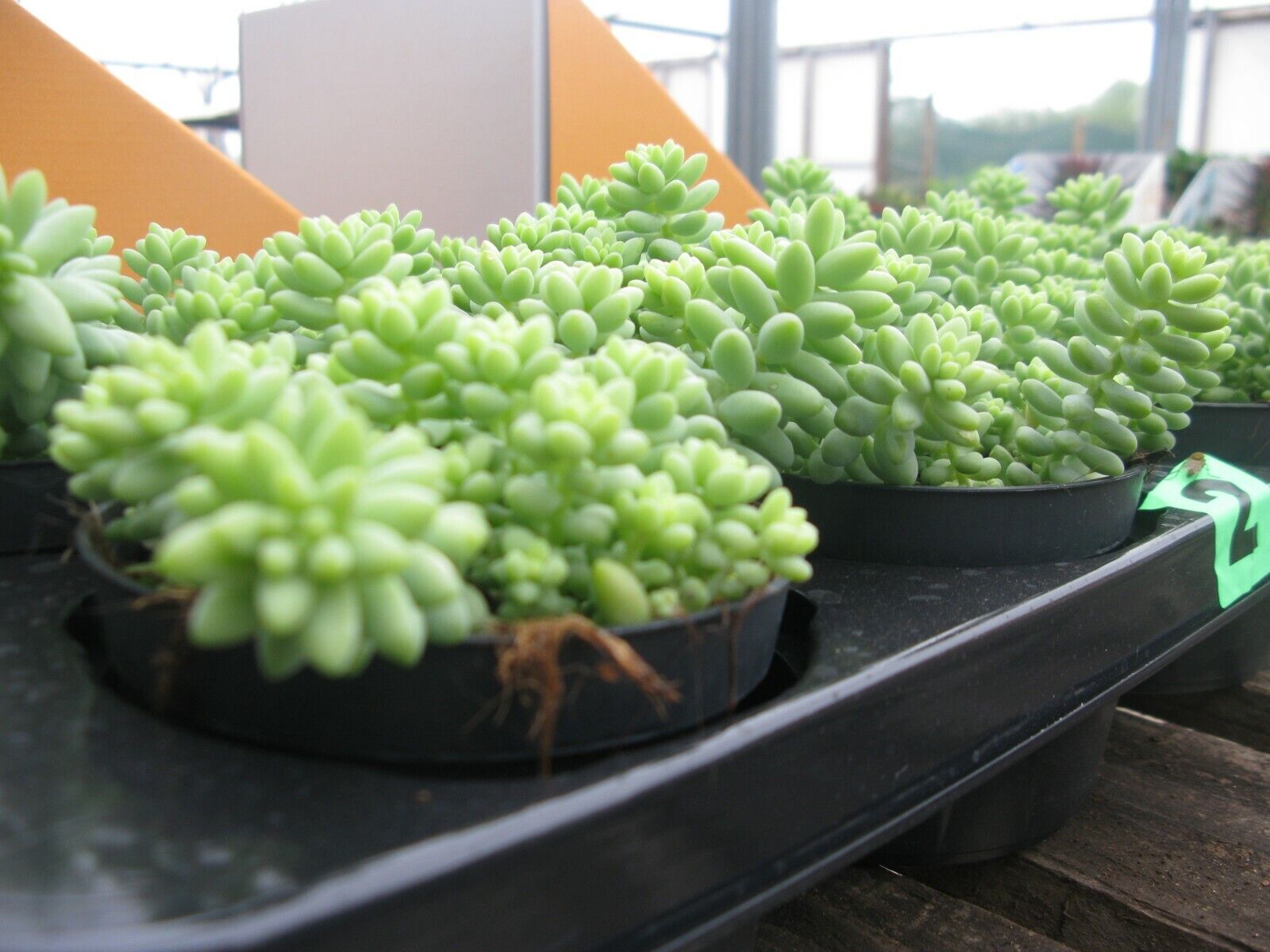 Sedum morganianum Burrito in 11cm pot /Burrows Tail/Trailing succulent