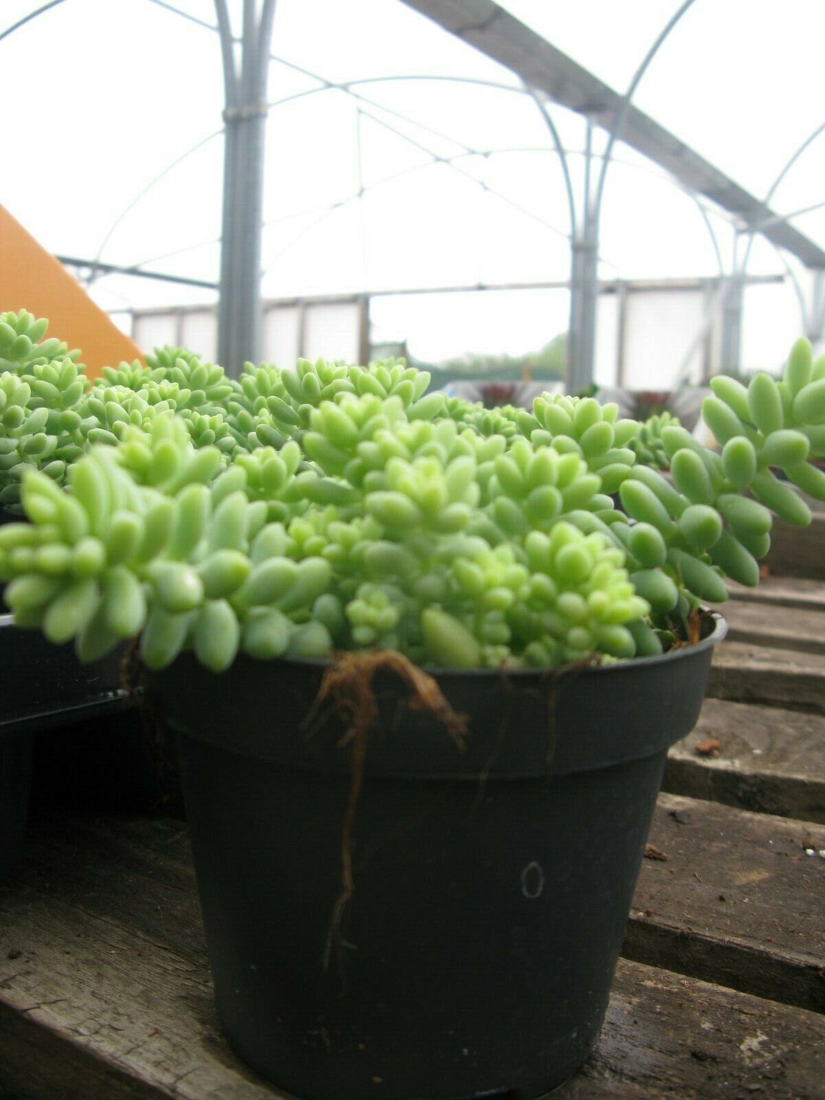 Sedum morganianum Burrito in 11cm pot /Burrows Tail/Trailing succulent