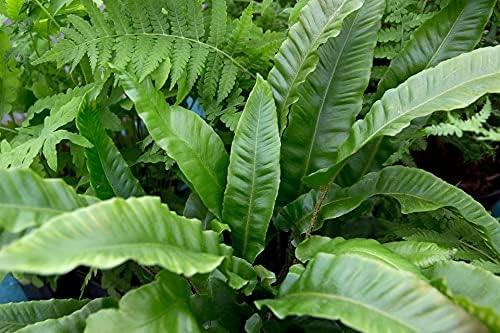 4 x Fern Plant Mix - Ready to Plant Outdoor Ferns 25-35cm in Height - Outdoor Fern Plants