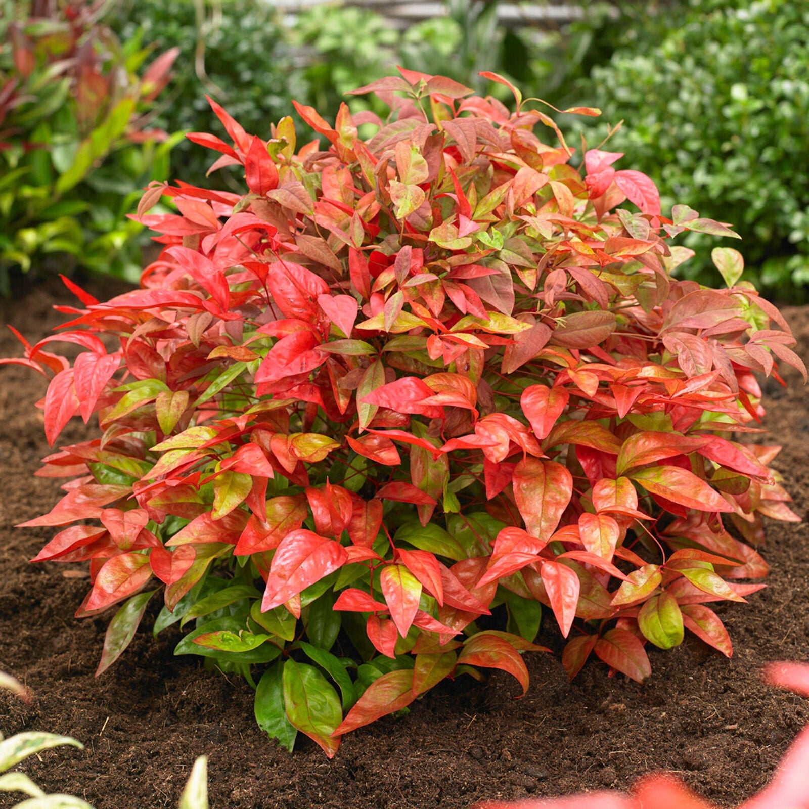 Nandina Blush Pink Hardy Colourful Evergreen Garden Ready Shrub in 9cm Plant Pot