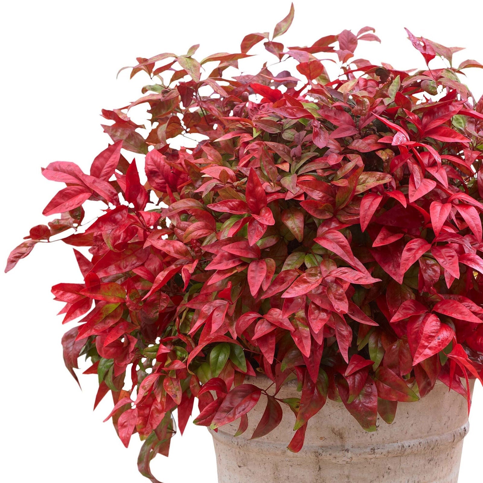 Nandina Blush Pink Hardy Colourful Evergreen Garden Ready Shrub in 9cm Plant Pot