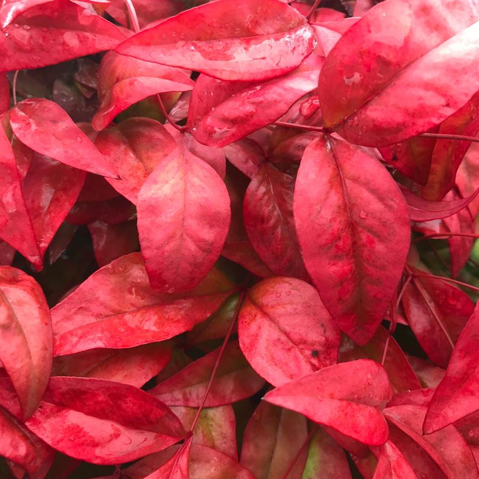 Nandina Blush Pink Hardy Colourful Evergreen Garden Ready Shrub in 9cm Plant Pot