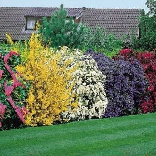 5 X HIGH QUALITY FLOWERING HEDGE SHRUBS COLORFUL HEALTHY POTTED GARDEN PLANTS