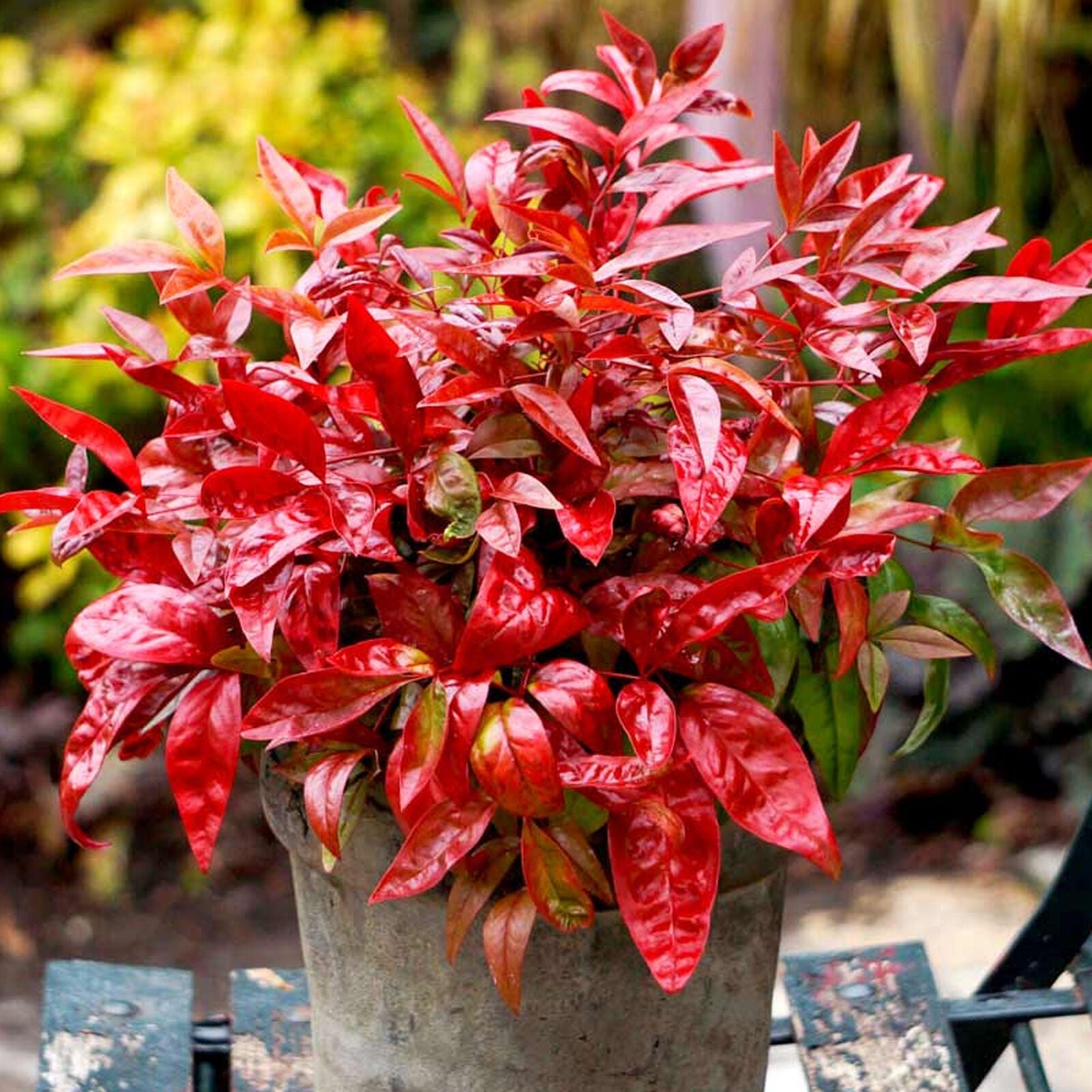 Nandina Blush Pink Hardy Colourful Evergreen Garden Ready Shrub in 9cm Plant Pot