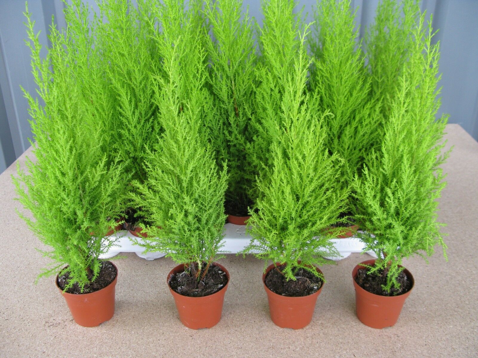 Cupressus Wilma Goldcrest/Golden Evergreen Conifer 9 cm Pot 1 Singular plant