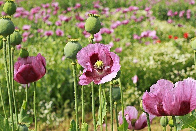 P. Somniferum Giganteum Poppy Seeds - The Giant Poppy x 1000 seeds