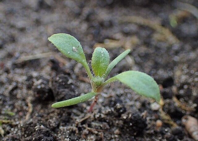 P. Somniferum Giganteum Poppy Seeds - The Giant Poppy x 1000 seeds