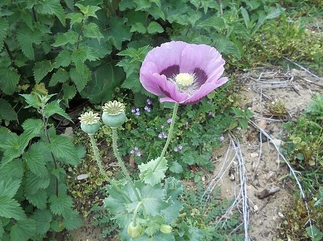 P. Somniferum Giganteum Poppy Seeds - The Giant Poppy x 1000 seeds