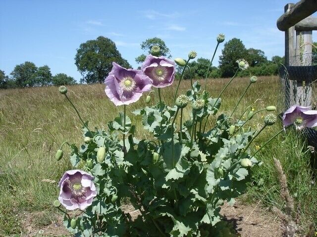 P. Somniferum Giganteum Poppy Seeds - The Giant Poppy x 1000 seeds