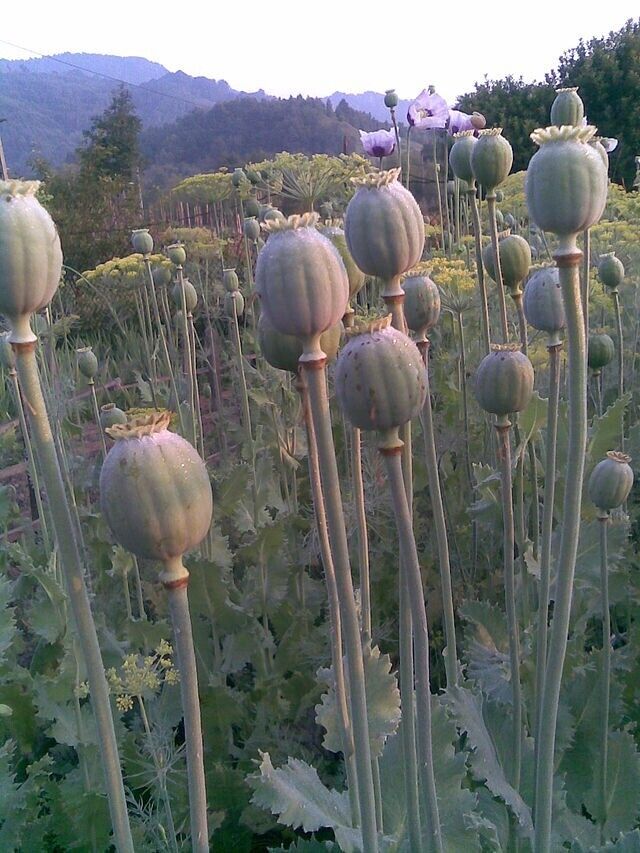 P. Somniferum Giganteum Poppy Seeds - The Giant Poppy x 1000 seeds