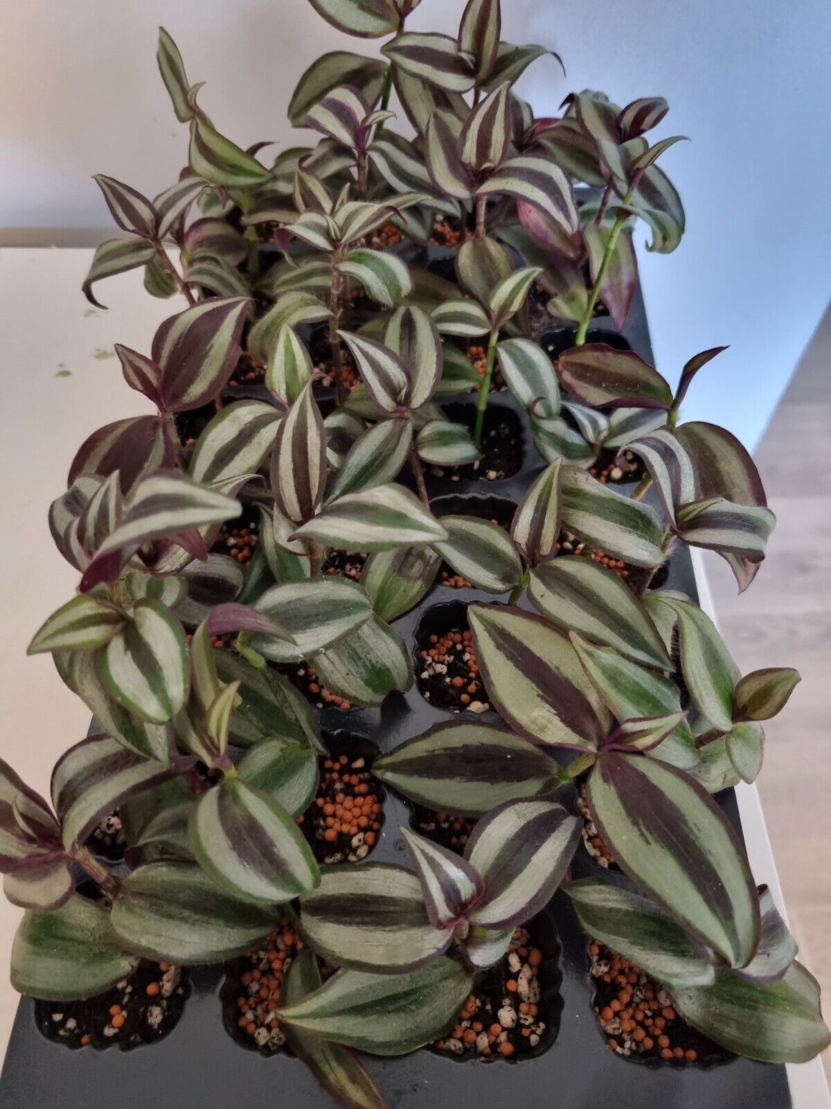 Tradescantia Zebrina x1 - wandering jew plant - inch plant - ROOTED cuttings