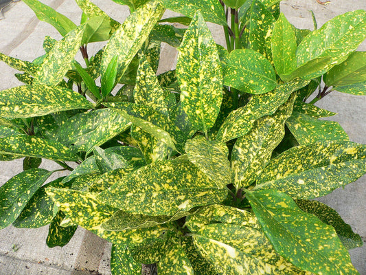 Aucuba Japonica Variegata Spotted Laurel Evergreen Hardy Plant Shrub 9cm Pot pack of 5