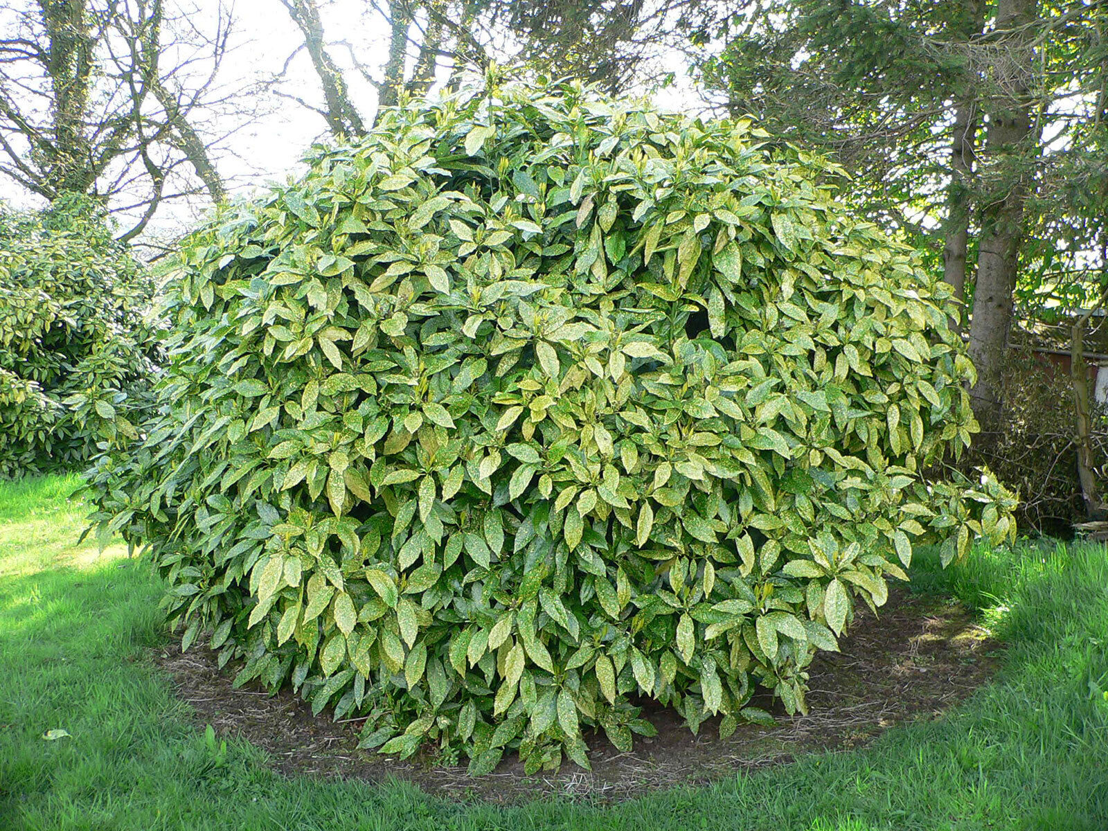 Aucuba Japonica Variegata Spotted Laurel Evergreen Hardy Plant Shrub 9cm Pot pack of 5