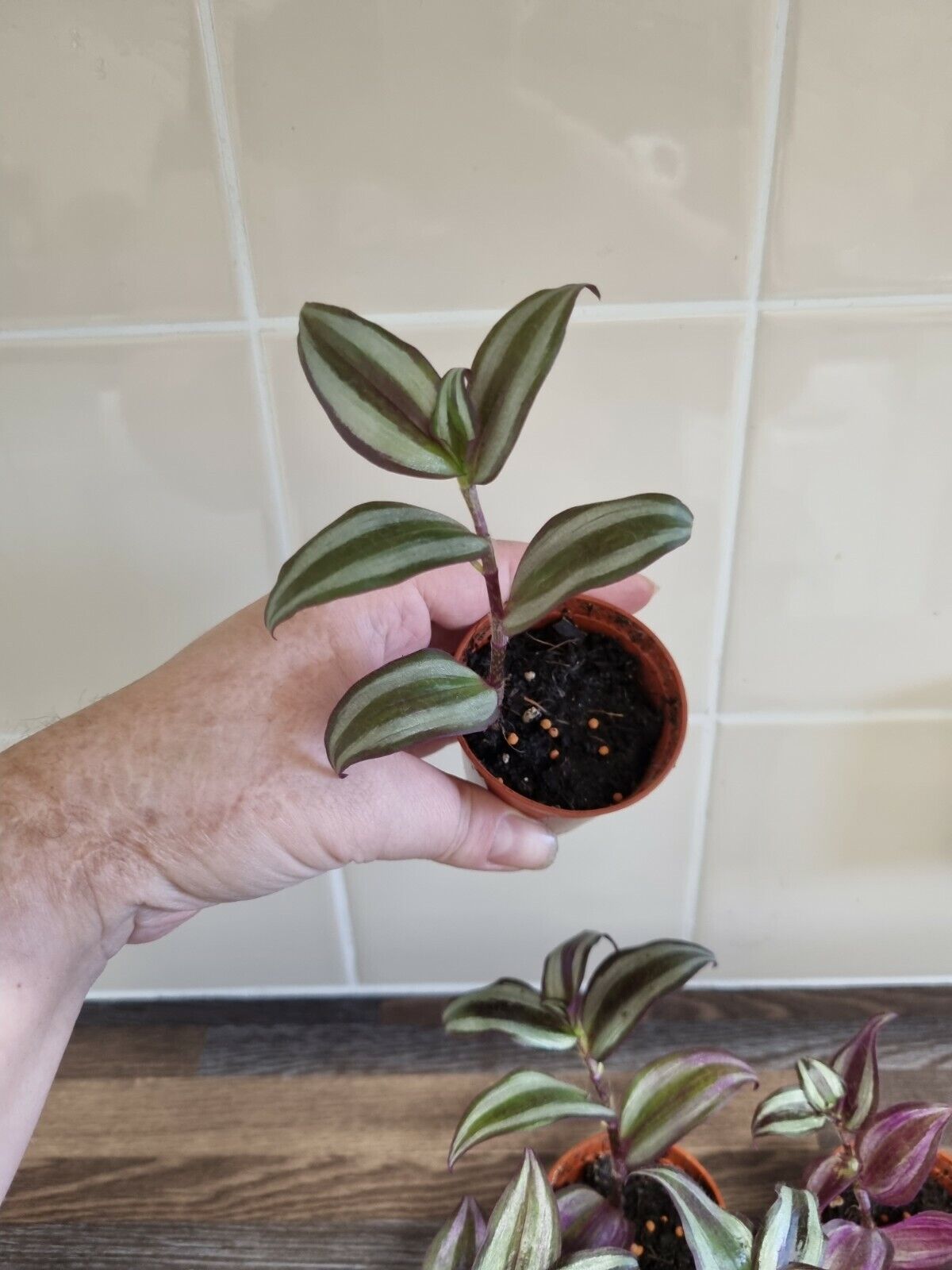 Tradescantia Zebrina x1 - wandering jew plant - inch plant - ROOTED cuttings