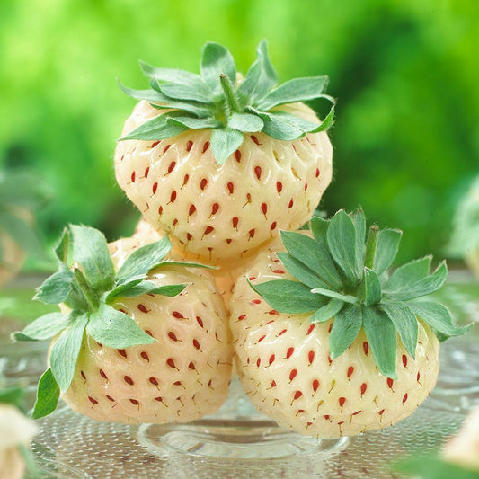 White Alpine Strawberry Fragaria Vesca Pineberry, Sweet Pinapple Flavour Seeds 50 seeds