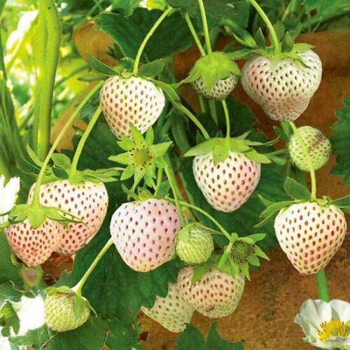 White Alpine Strawberry Fragaria Vesca Pineberry, Sweet Pinapple Flavour Seeds 50 seeds