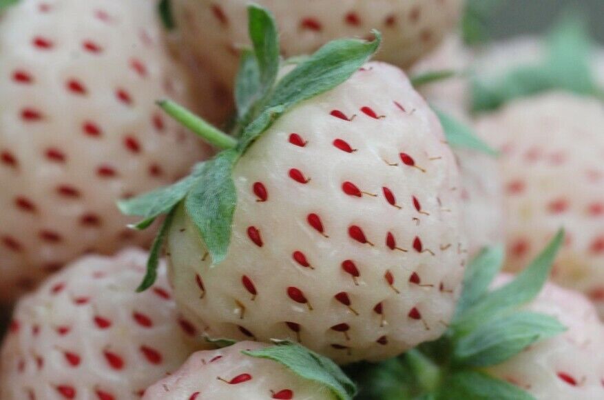 White Alpine Strawberry Fragaria Vesca Pineberry, Sweet Pinapple Flavour Seeds 50 seeds