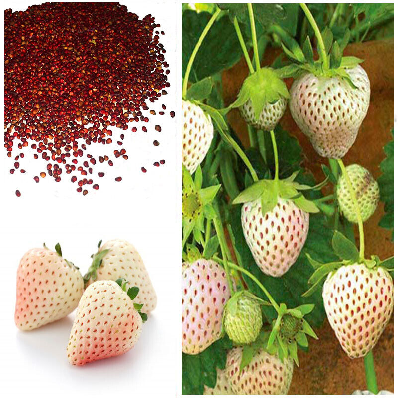 White Alpine Strawberry Fragaria Vesca Pineberry, Sweet Pinapple Flavour Seeds 50 seeds