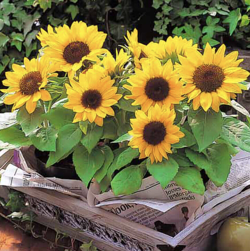 DWARF SUNFLOWER - 35 seeds