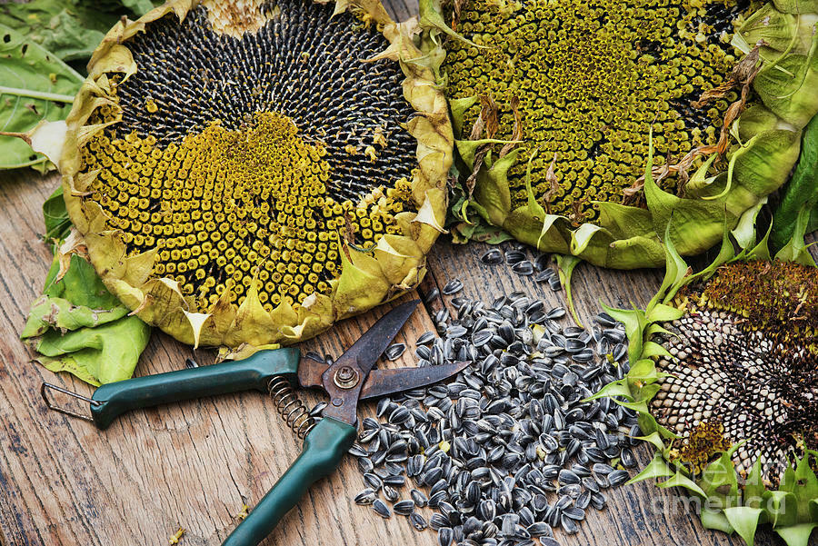 10 Mongolian Giant Sunflower Seeds - 14 feet tall