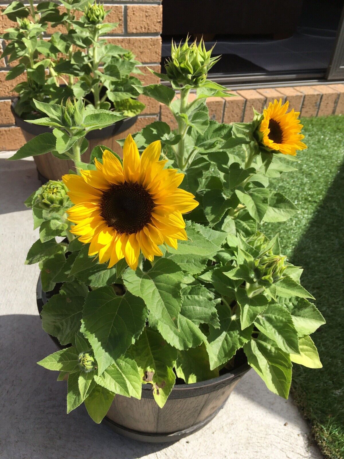 DWARF SUNFLOWER - 35 seeds