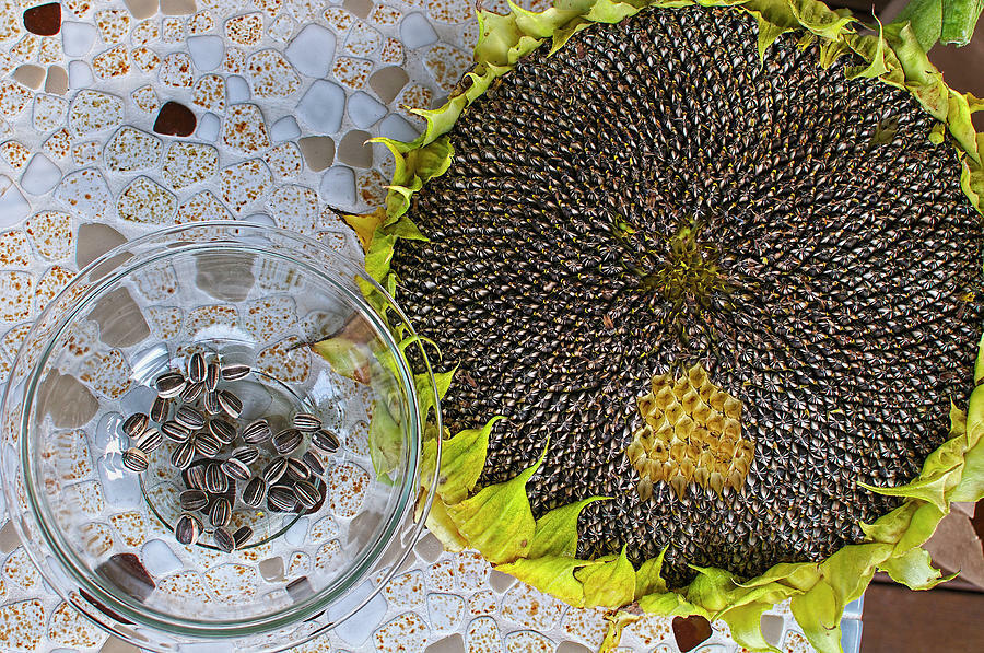 10 Mongolian Giant Sunflower Seeds - 14 feet tall