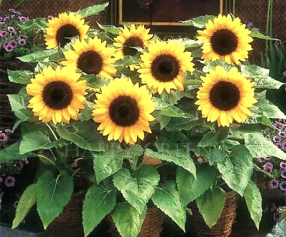 DWARF SUNFLOWER - 35 seeds