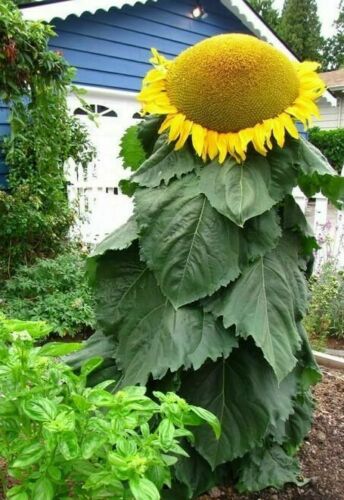 10 Mongolian Giant Sunflower Seeds - 14 feet tall