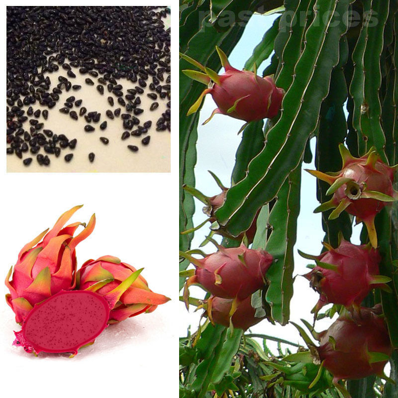 Red Dwarf Pitaya Dragon Fruit Seeds, Cactus Garden Plant, Juicy and delicious 20 Seeds