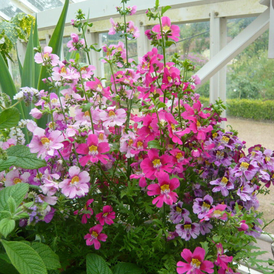 100 Mixed Angel Wings Flower Seeds Easy to Grow UK Multi Colour Schizanthus