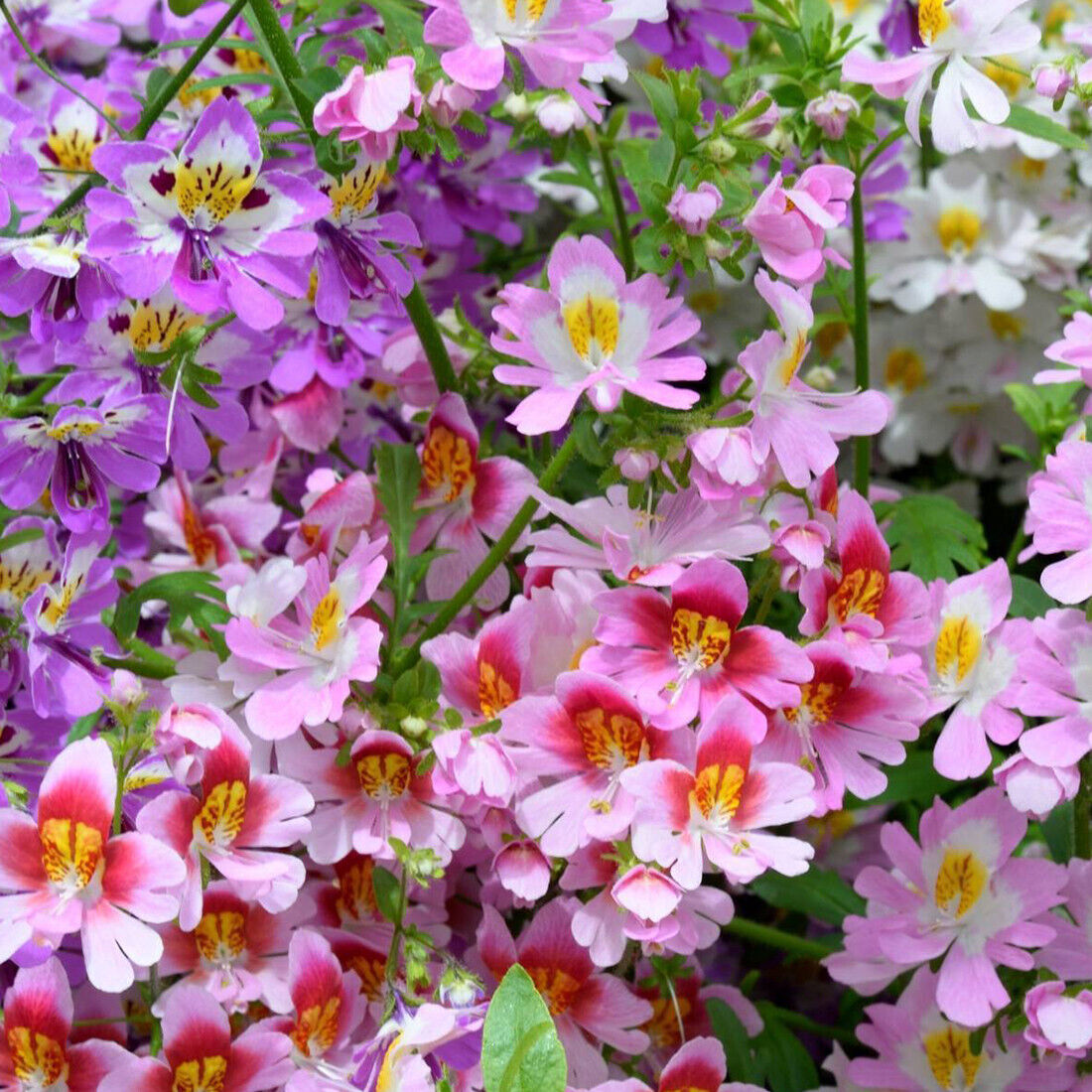 100 Mixed Angel Wings Flower Seeds Easy to Grow UK Multi Colour Schizanthus