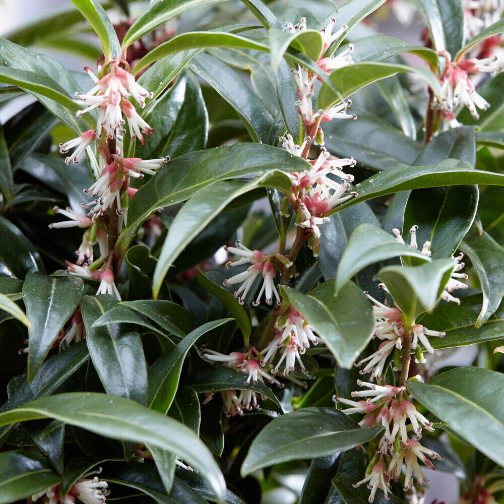 Sarcococca hookeriana 'Winter Gem' plant 15cm pot evergreen Christmas sweetbox