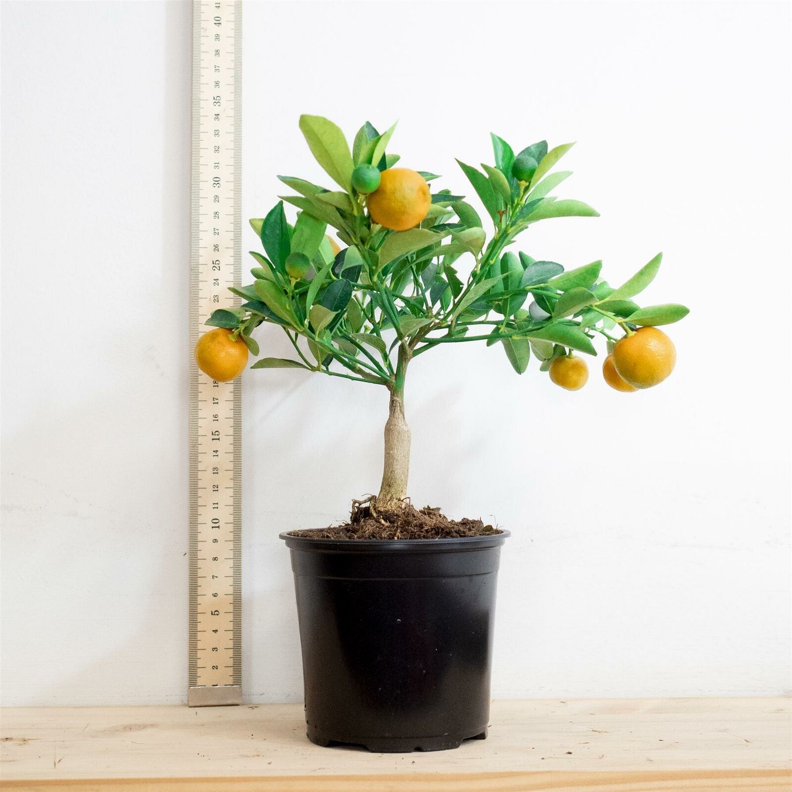 Standing scent Tangerine citrus fruit tree @ 12cm pot outdoor indoor house Plant