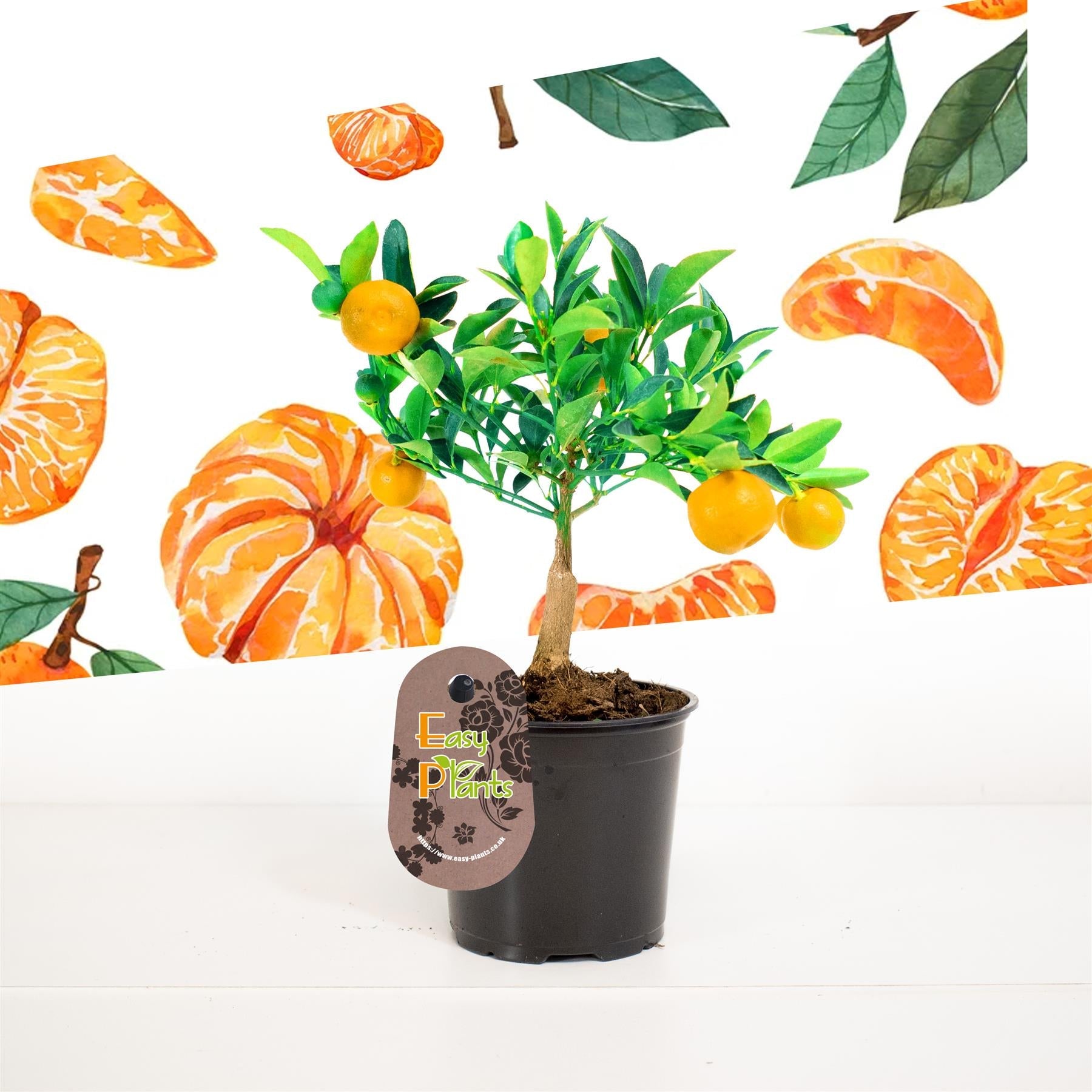 Standing scent Tangerine citrus fruit tree @ 12cm pot outdoor indoor house Plant