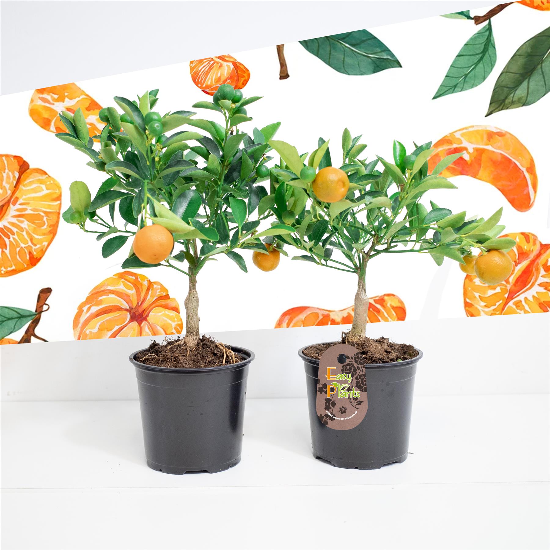 Standing scent Tangerine citrus fruit tree @ 12cm pot outdoor indoor house Plant