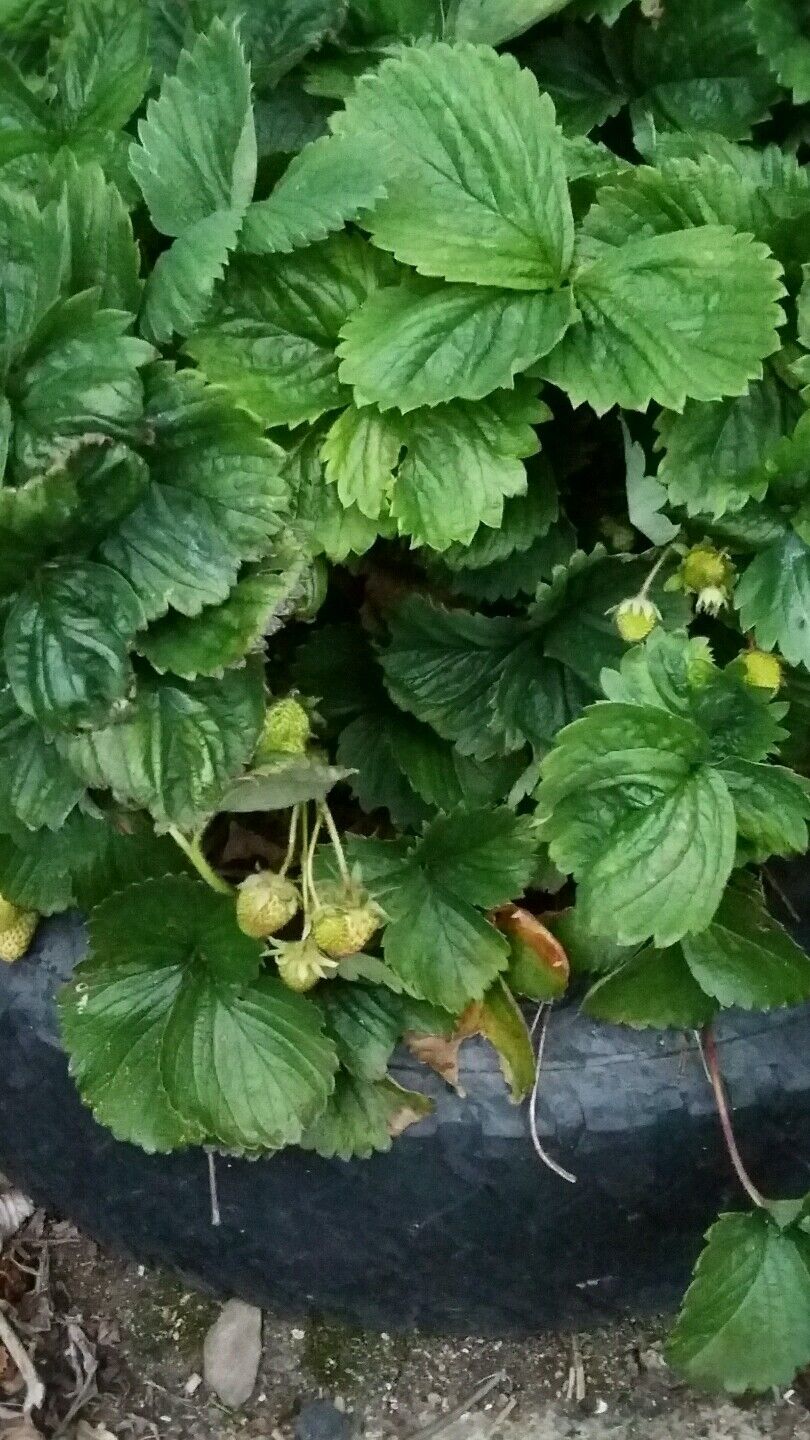 5 potted Florence favourite strawberry plants