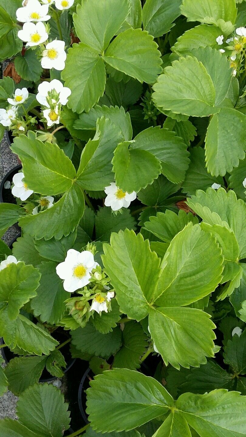 5 potted Florence favourite strawberry plants