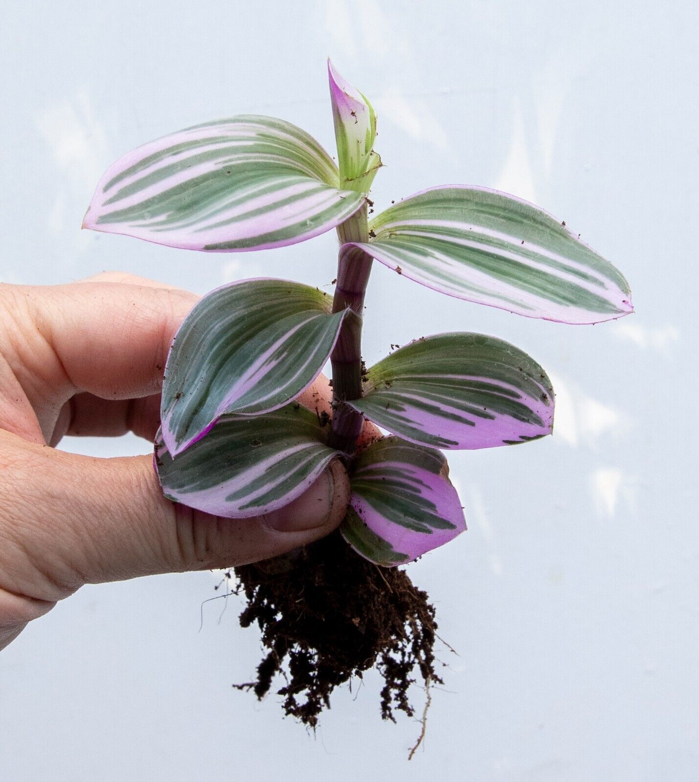 Tradescantia Nanouk cutting - 2 Well Rooted Cuttings