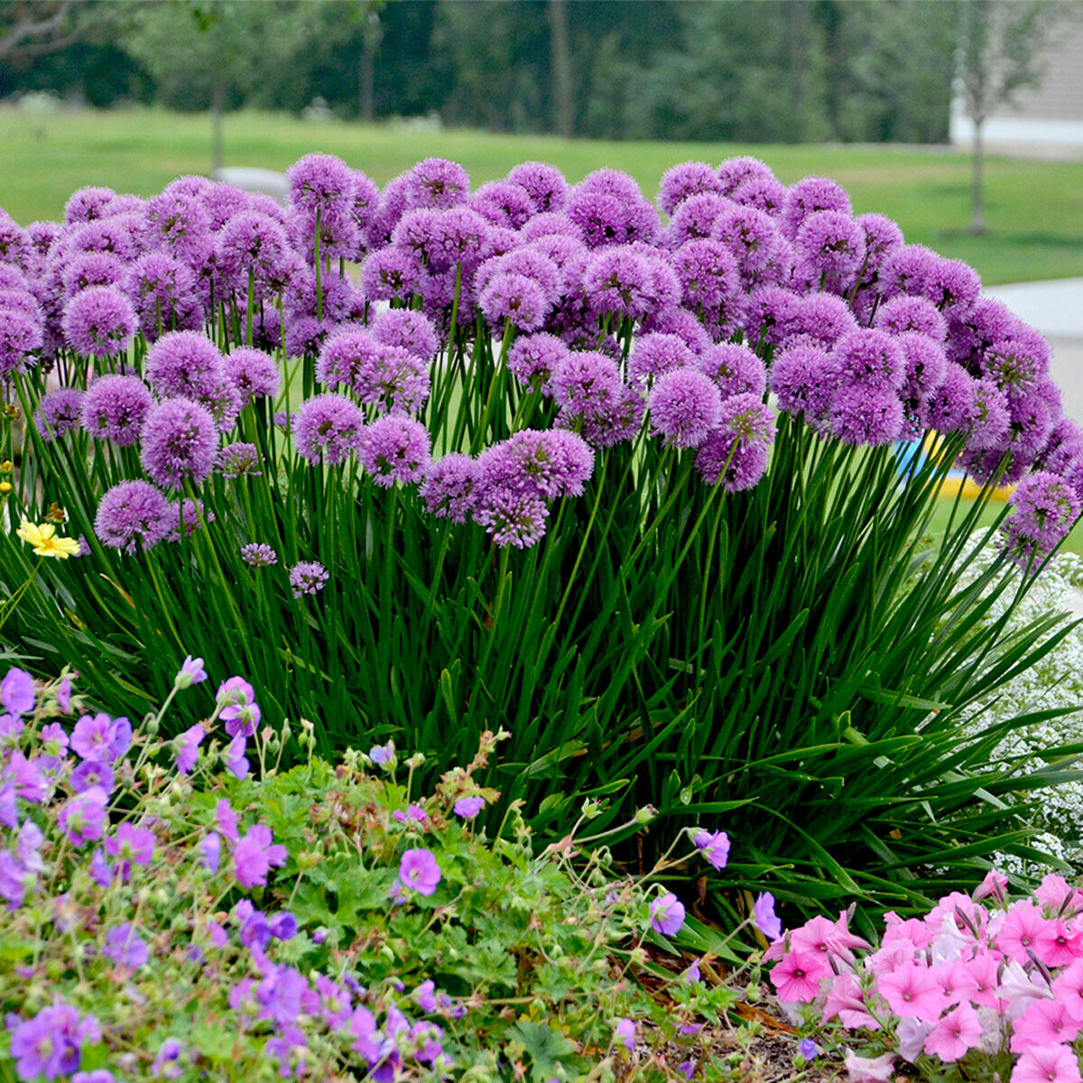 Allium Millennium-Millennium Plant in 9 cm pot