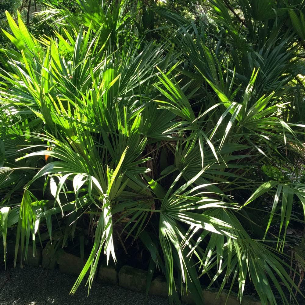 1 x Hardy Fan Palm, Trachycarpus forunei, Outdoor, 50-55cm Tall, Exotic Patio Plant for Mediterranean Style Gardens Supplied as 1 x Established Fan Palm