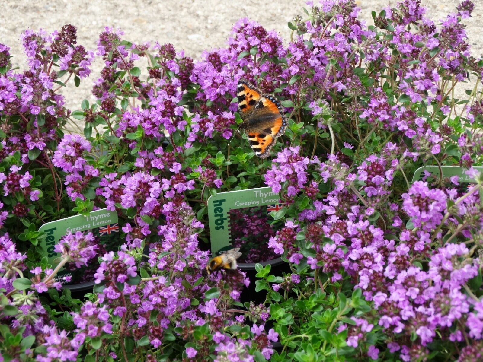 Thyme Creeping Lemon pink-mauve evergreen herb plant bees ground cover 9cm pot