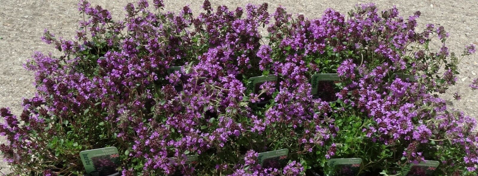 Thyme Creeping Lemon pink-mauve evergreen herb plant bees ground cover 9cm pot