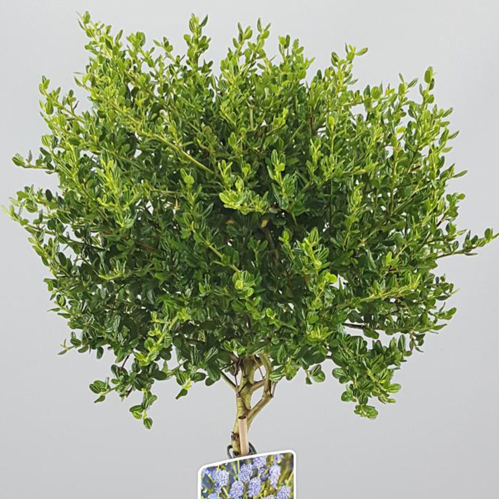 Ceanothus Victoria Tree | Potted California Wild Lilac Trees 70-80cm