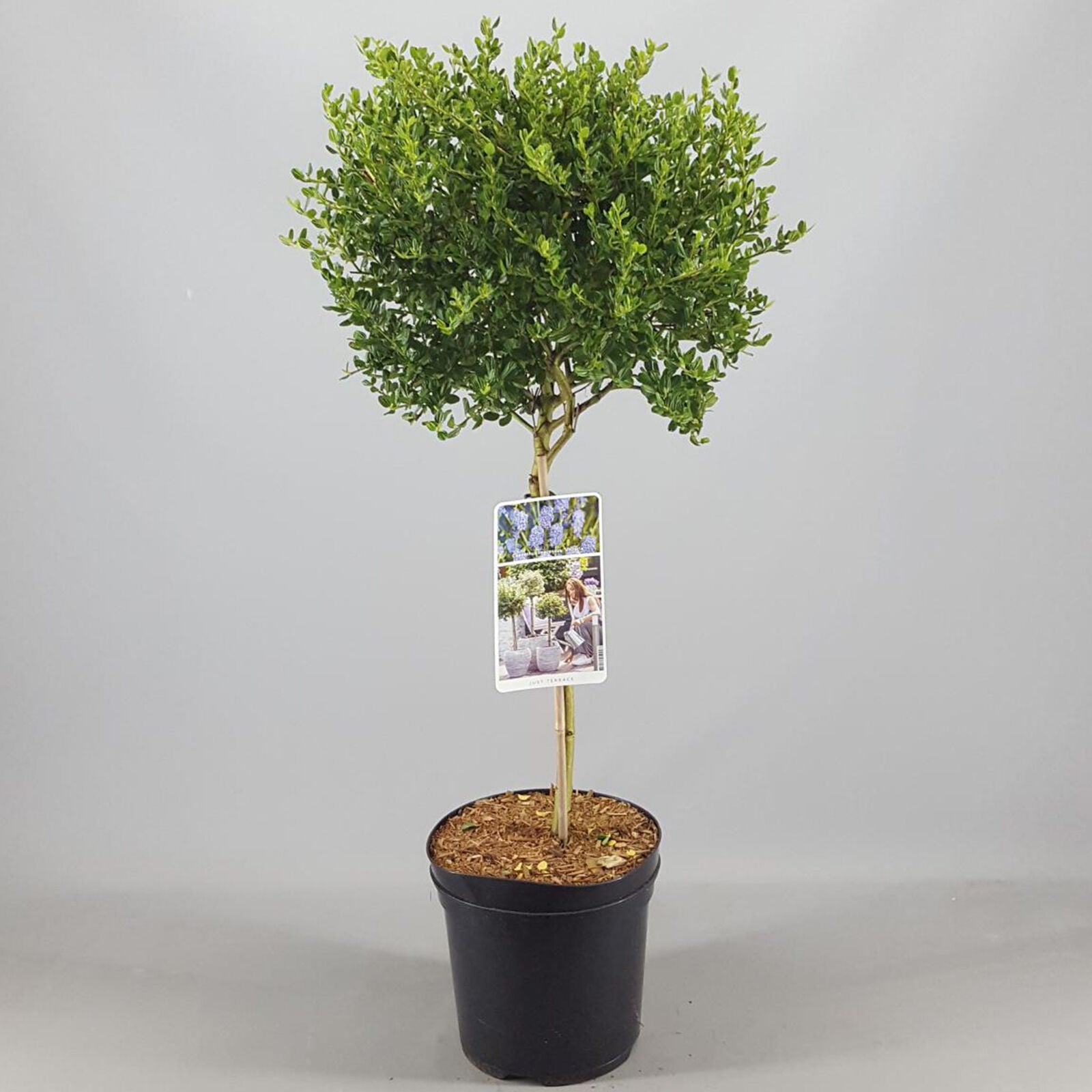 Ceanothus Victoria Tree | Potted California Wild Lilac Trees 70-80cm