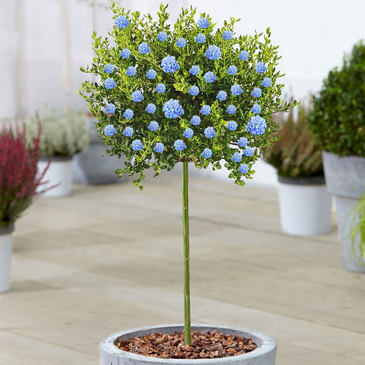 Ceanothus Victoria Tree | Potted California Wild Lilac Trees 70-80cm