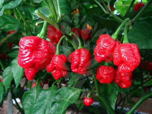 Trinidad Scorpion Moruga Super Hot Chilli - Viable Seeds - 10 seeds