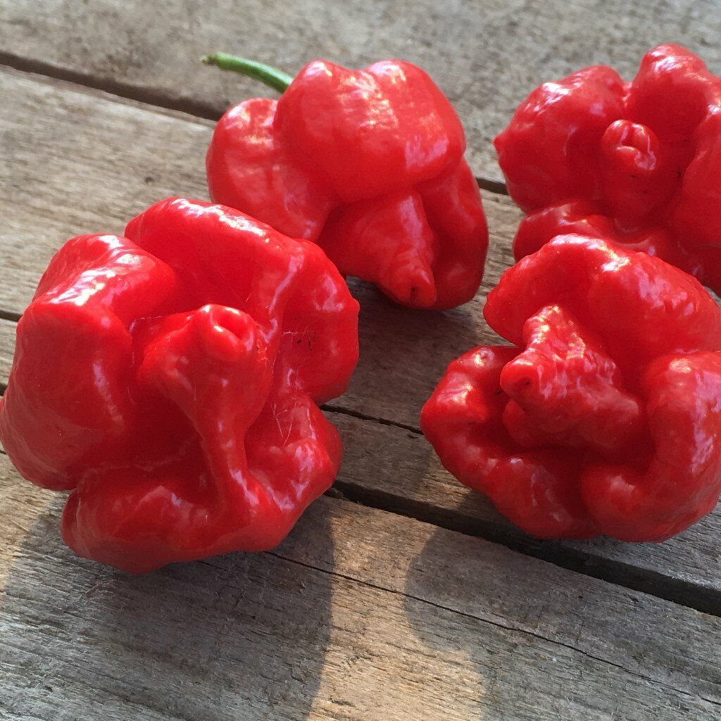 Trinidad Scorpion Moruga Super Hot Chilli - Viable Seeds - 10 seeds